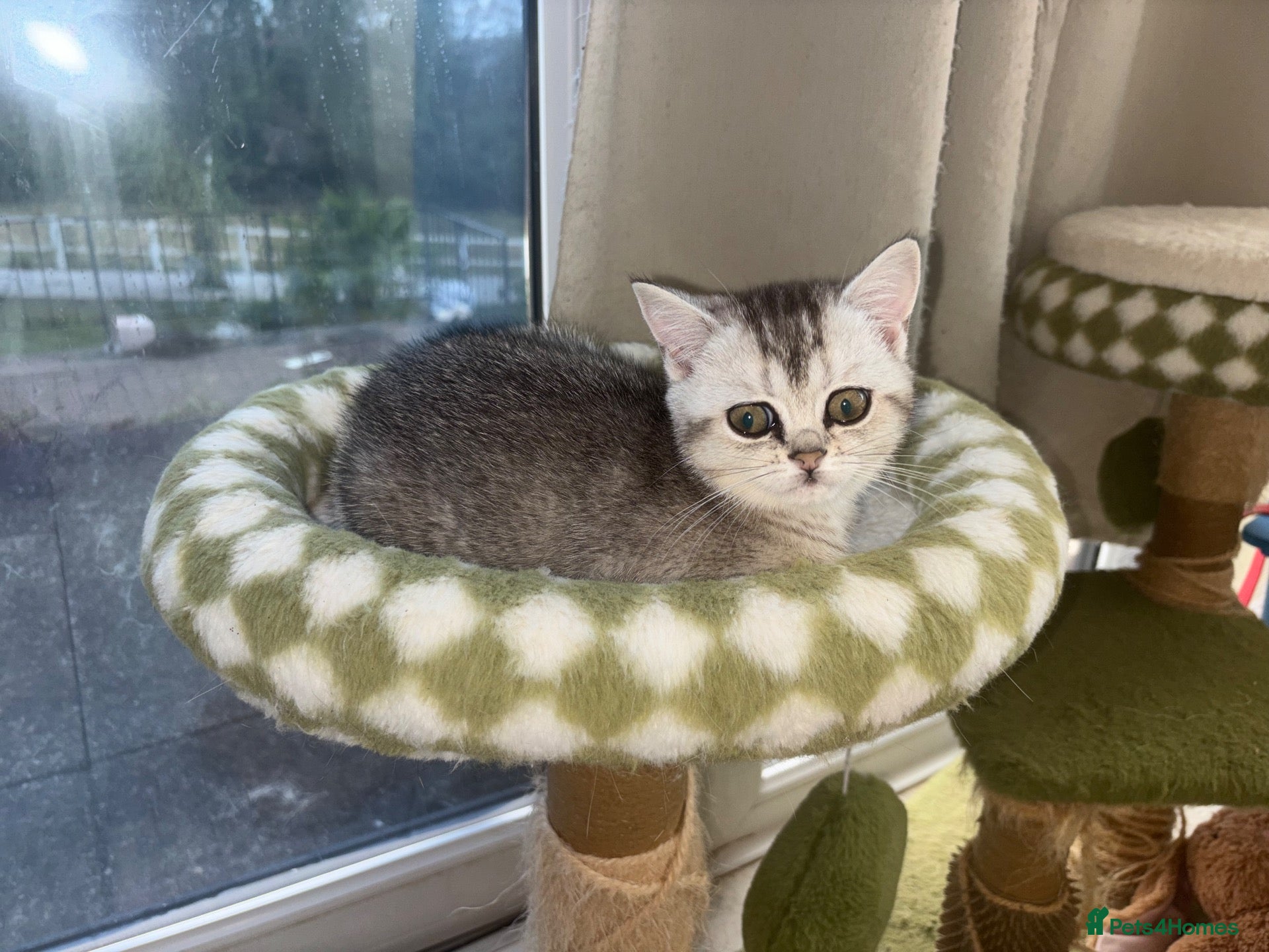 British Shorthair cats BSH GCCF registered silver chinchilla last girl - Advert 6