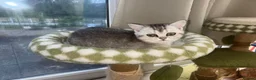 British Shorthair cats for sale: BSH GCCF registered silver chinchilla last girl - Advert 8