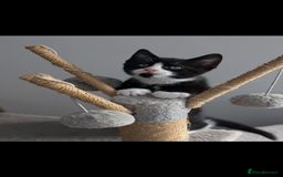 Mixed Breed cats for sale: Healthy kittens - READY NOW ( 8 weeks old )  - Image 8