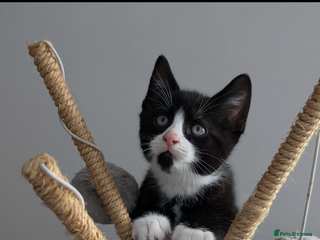 Mixed Breed cats - Advert 6