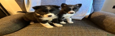 Border Collie Puppy 4