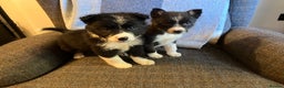 Border Collie dogs for sale: Border Collie Puppies  - Advert 19