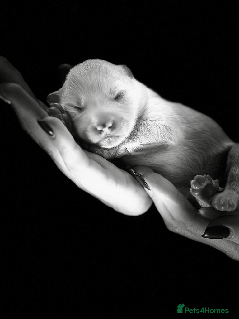 Samoyed dogs ⭐️Quality Samoyed Puppies⭐️ - Advert 1