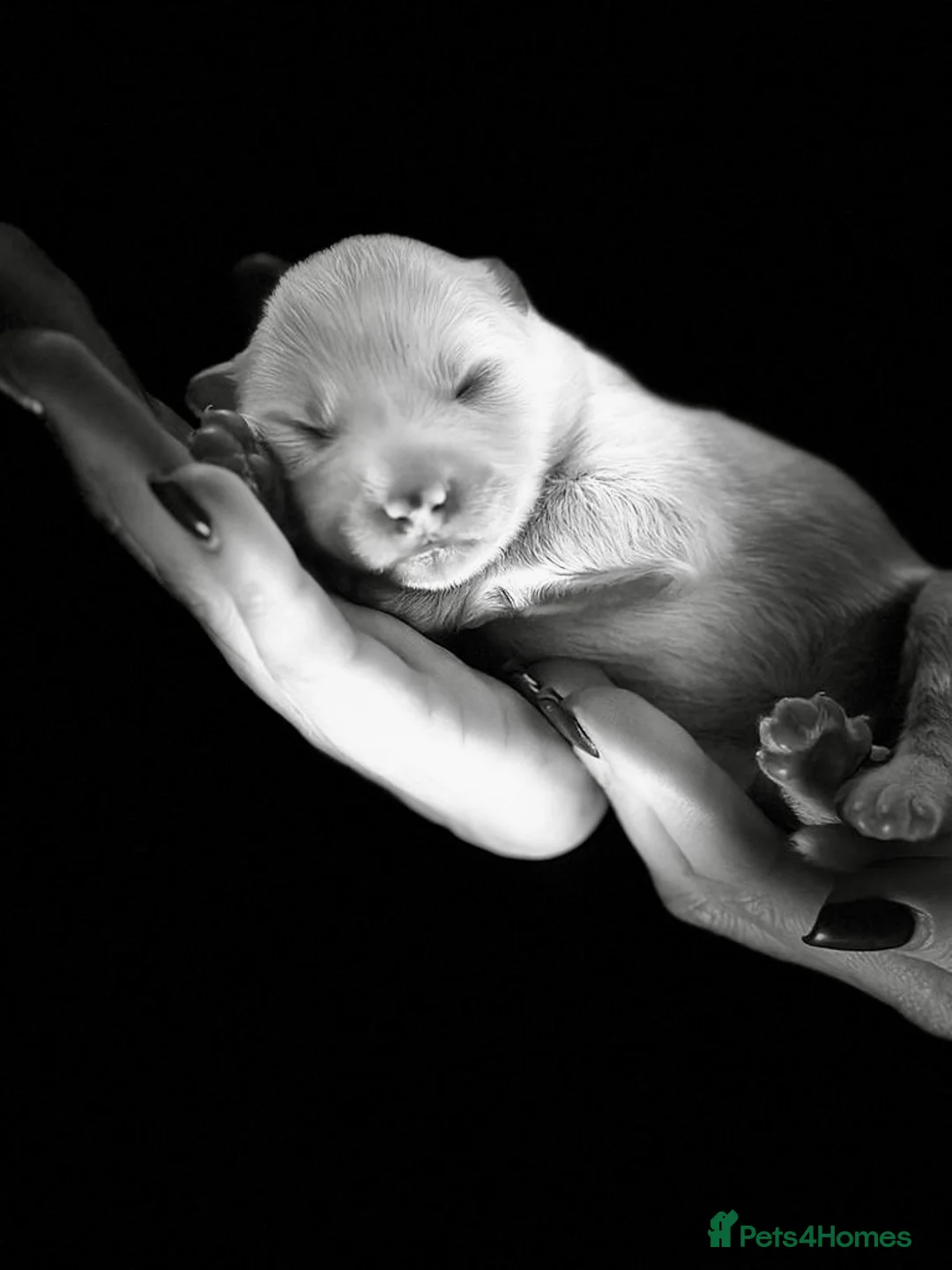 Samoyed dogs for sale: ⭐️Quality Samoyed Puppies⭐️ - Advert 1