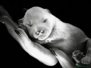 Samoyed dogs ⭐️Quality Samoyed Puppies⭐️ - Advert 1