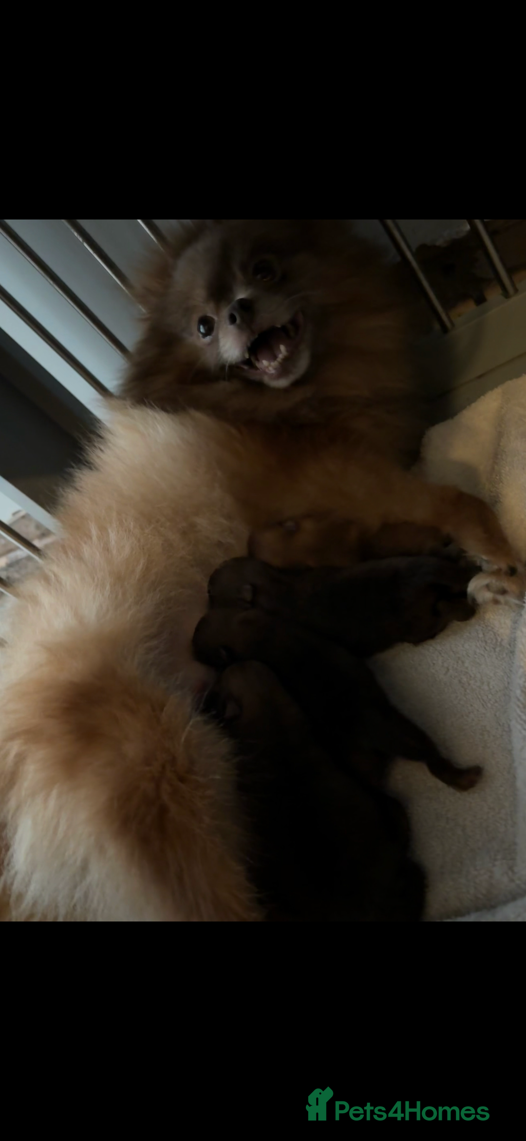 Pomeranian dogs for sale: Adorable Pomeranian puppy’s  - Advert 7