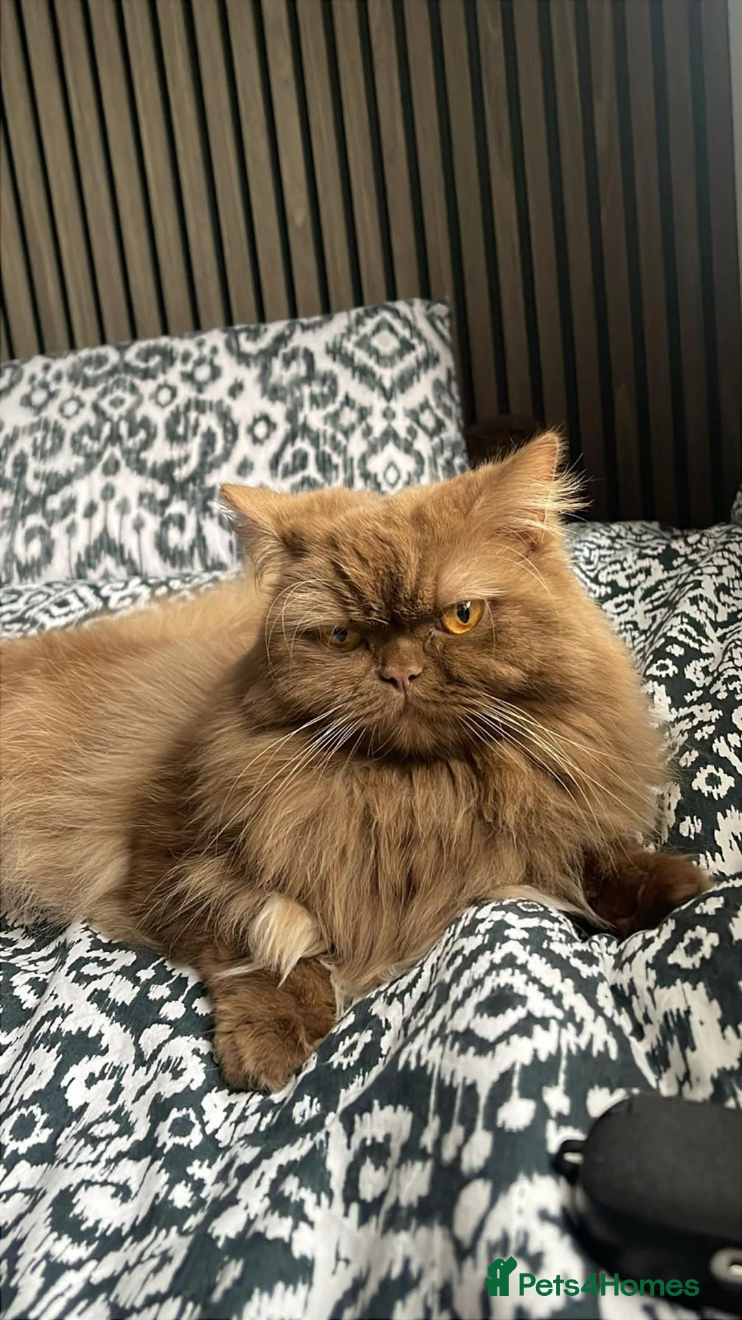 British Shorthair cats for sale: Cinnamon British Longhair& Blue British Shorthair  - Advert 4