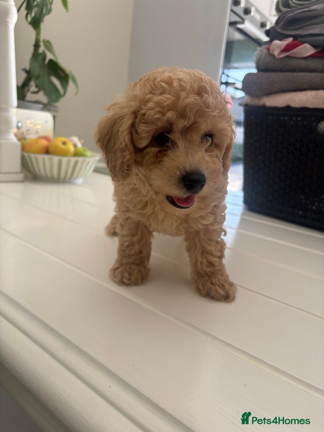 Toy Poodle dogs for sale: 🐾Tiny Toy poodle boy puppy last one🐾 - Advert 13