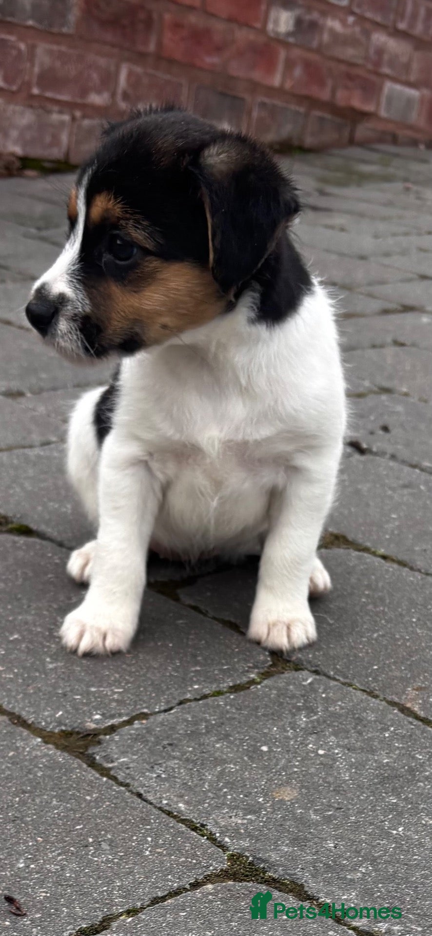 Jack Russell dogs rough coated jack russell’s  - Advert 2