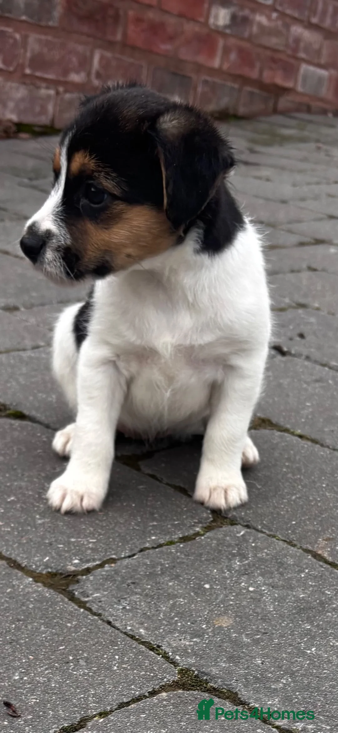 Jack Russell dogs for sale: rough coated jack russell’s  - Advert 2