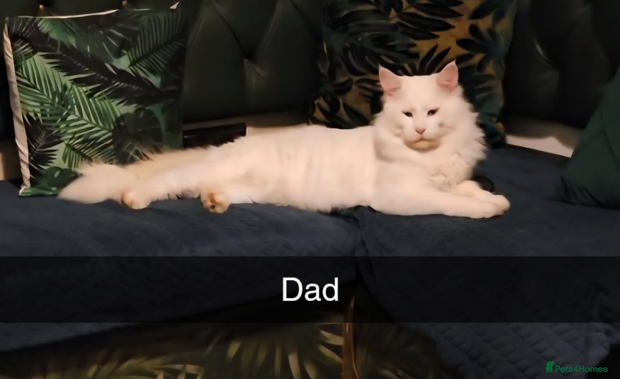 Maine Coon cats for sale: Maine Coons kitten Birmingham  - Advert 2