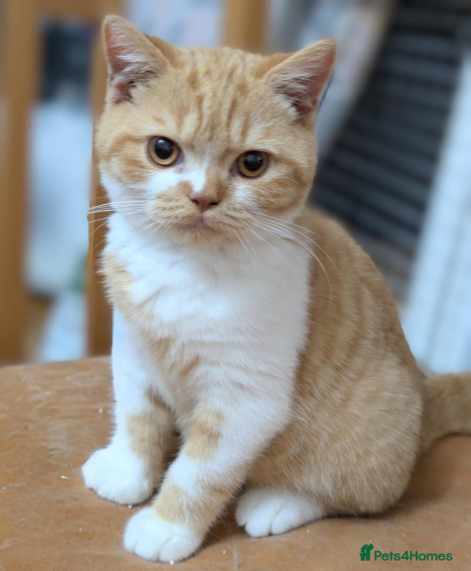 British Shorthair cats British shorthair kittens  - Advert 6