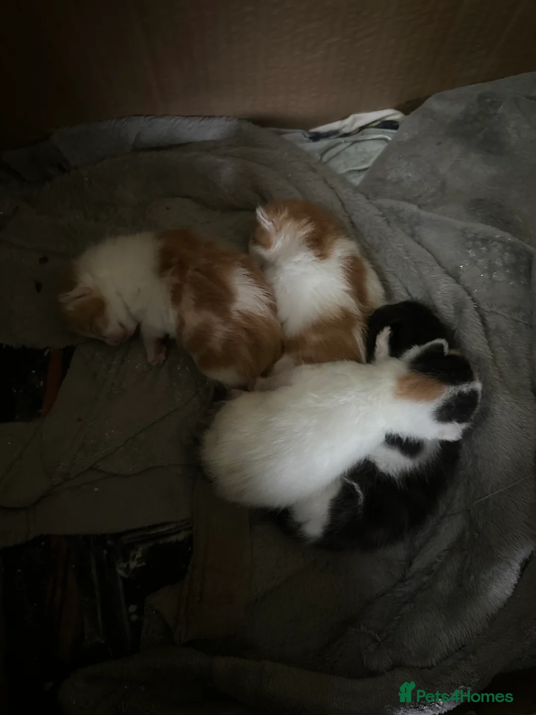 Norwegian Forest Cat cats for sale: Kittens for sale - Advert 17