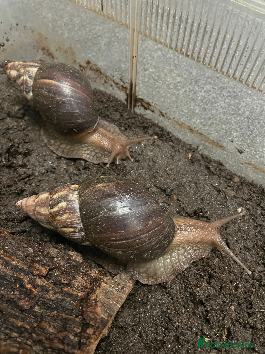 Snails invertebrates for sale: Baby Giant African Lands Snails - Advert 9