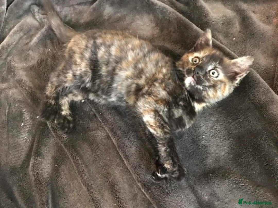 Mixed Breed cats for sale: Kittens for sale 2 Female in Sutton - Advert 2