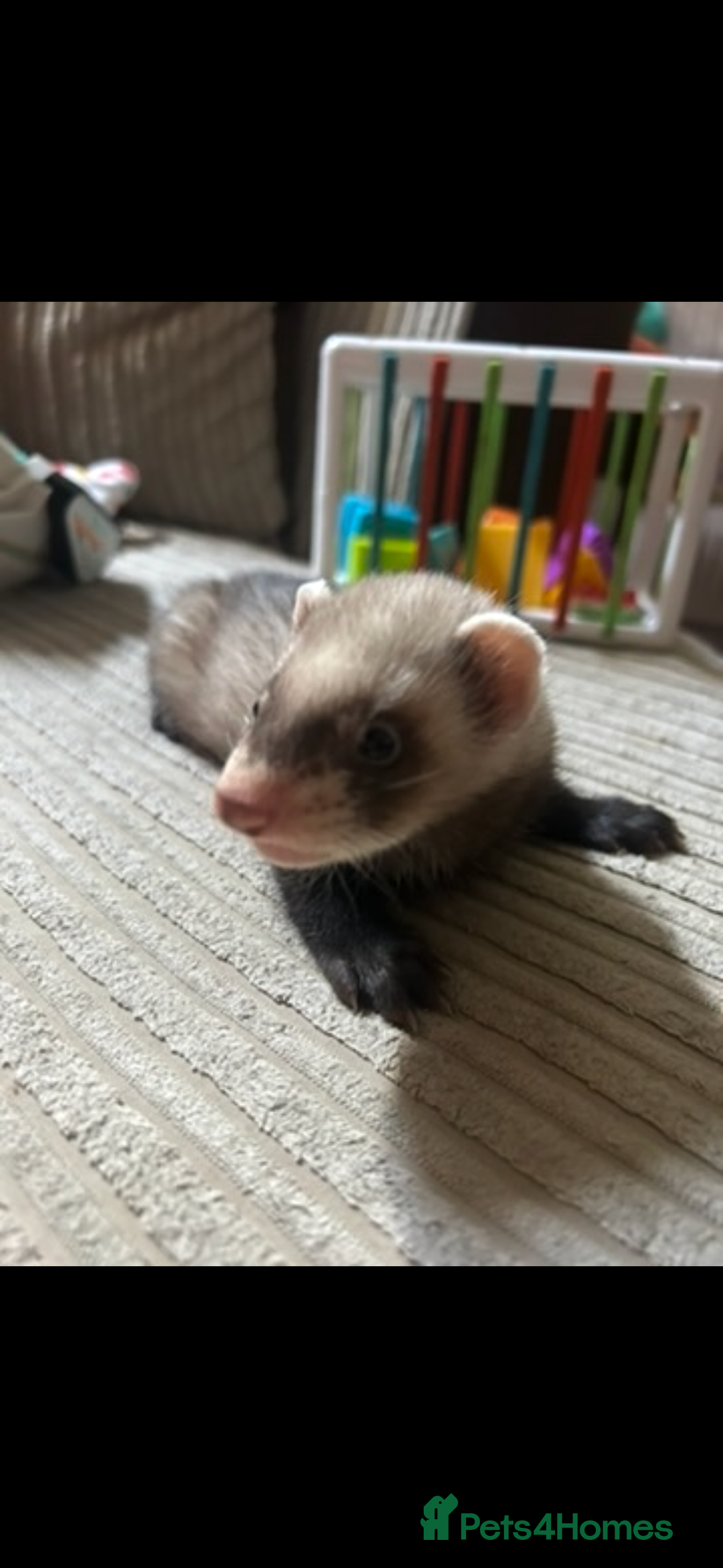 Ferret rodents for sale: Baby ferrets  - Image 5