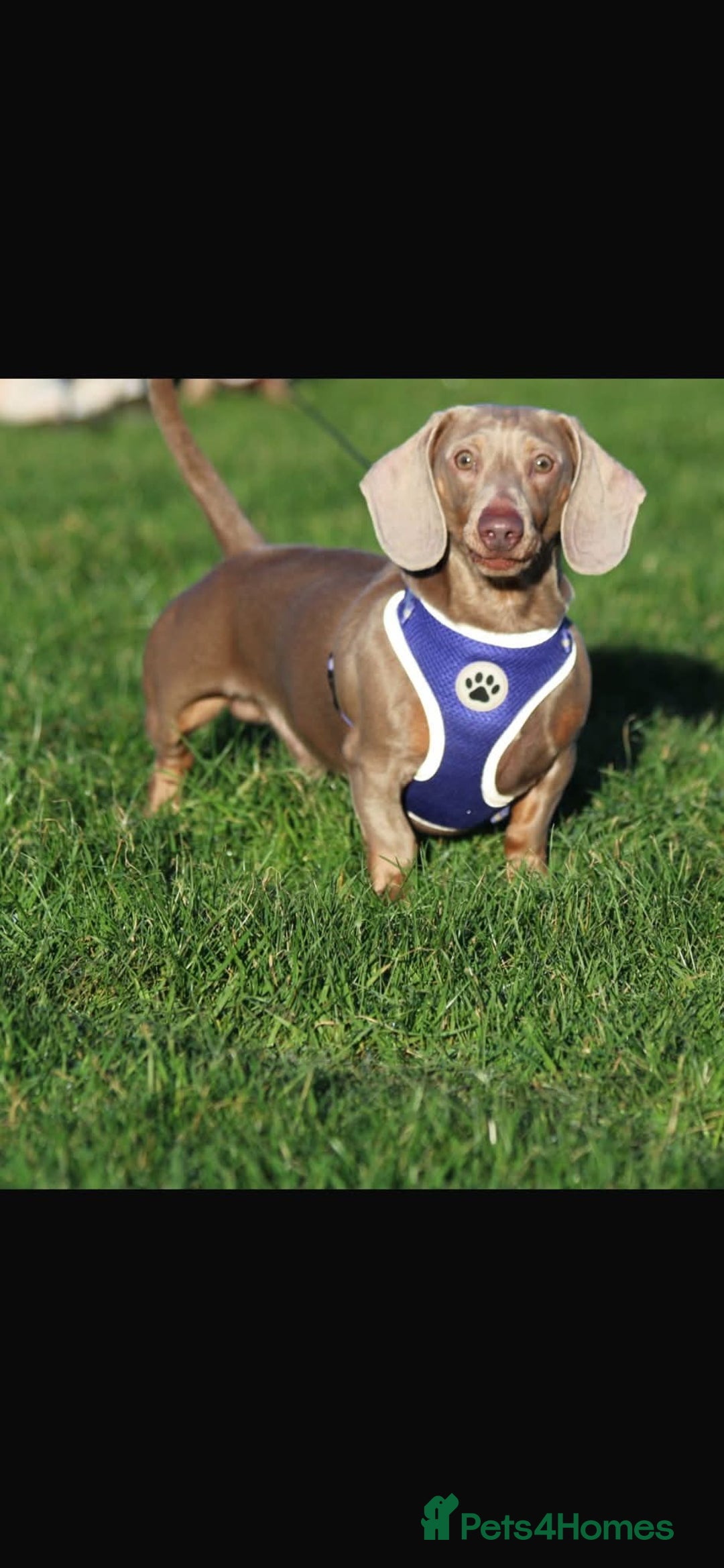 Miniature Dachshund dogs for stud: PROVEN STUD Miniature Dachshund  - Advert 4