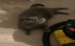 British Shorthair cats for sale: A loving and very affectionate 6 year old BSH boy - Image 14