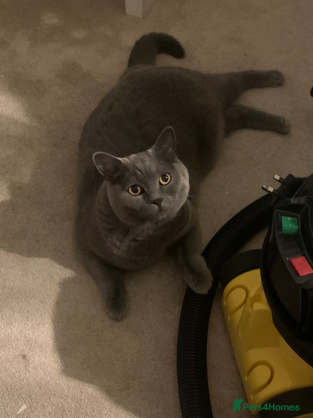 British Shorthair cats for sale: A loving and very affectionate 6 year old BSH boy - Image 14