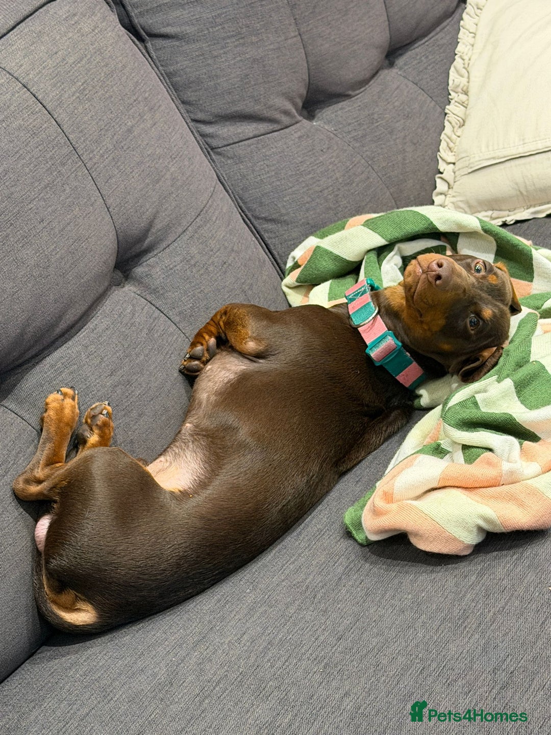 Dachshund dogs for sale: Dachshund for sale - Advert 3