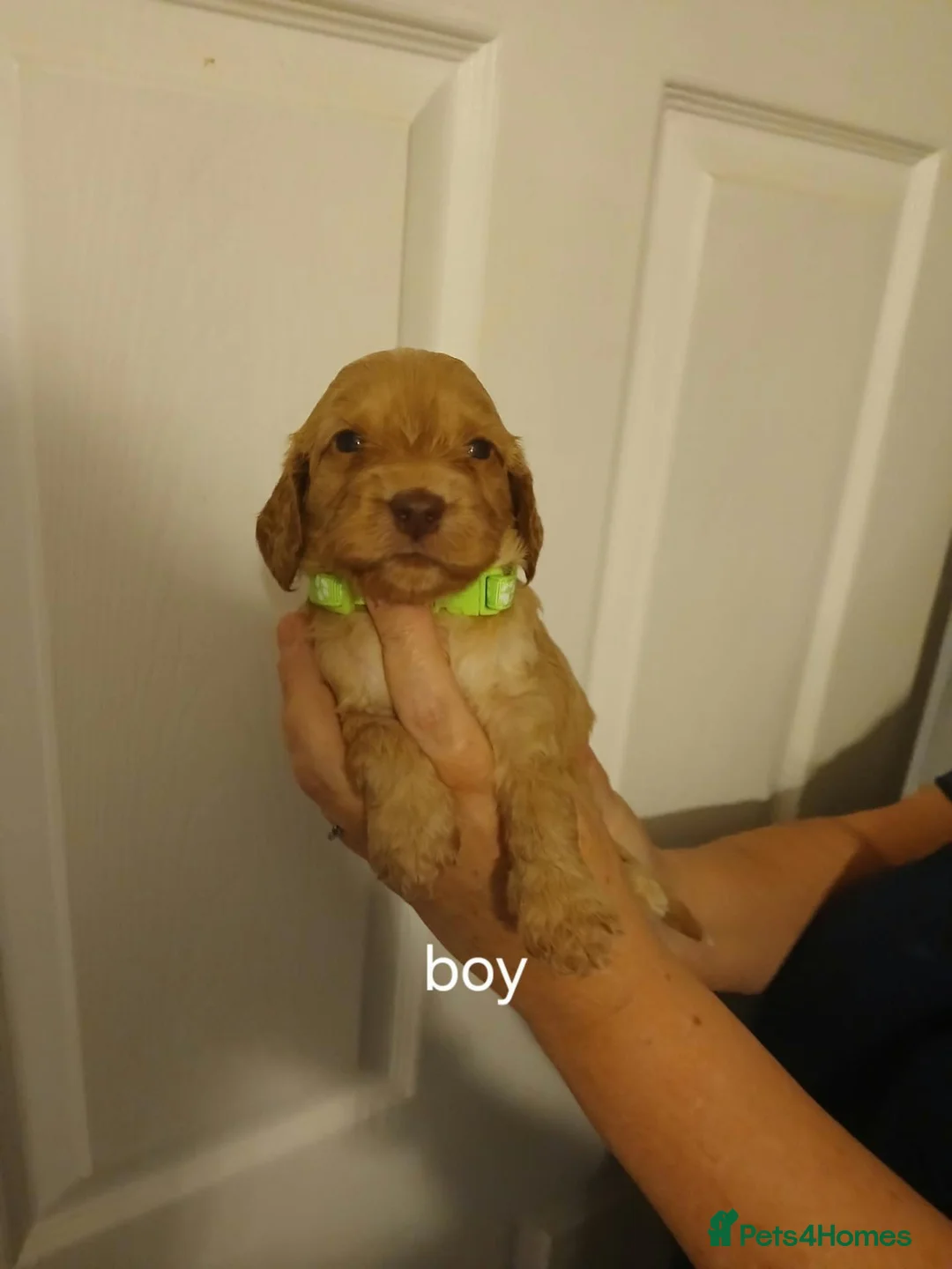 Cockapoo dogs for sale: Beautiful cockapoo puppies  in Hereford - Advert 10