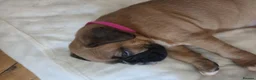 Boxer dogs for sale: KC Reg Boxer Puppies  - Advert 11