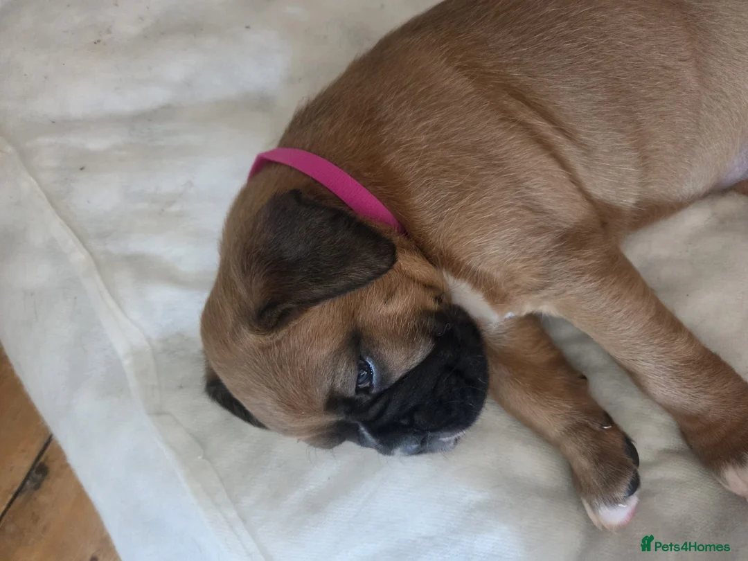 Boxer dogs for sale: KC Reg Boxer Puppies  - Advert 11