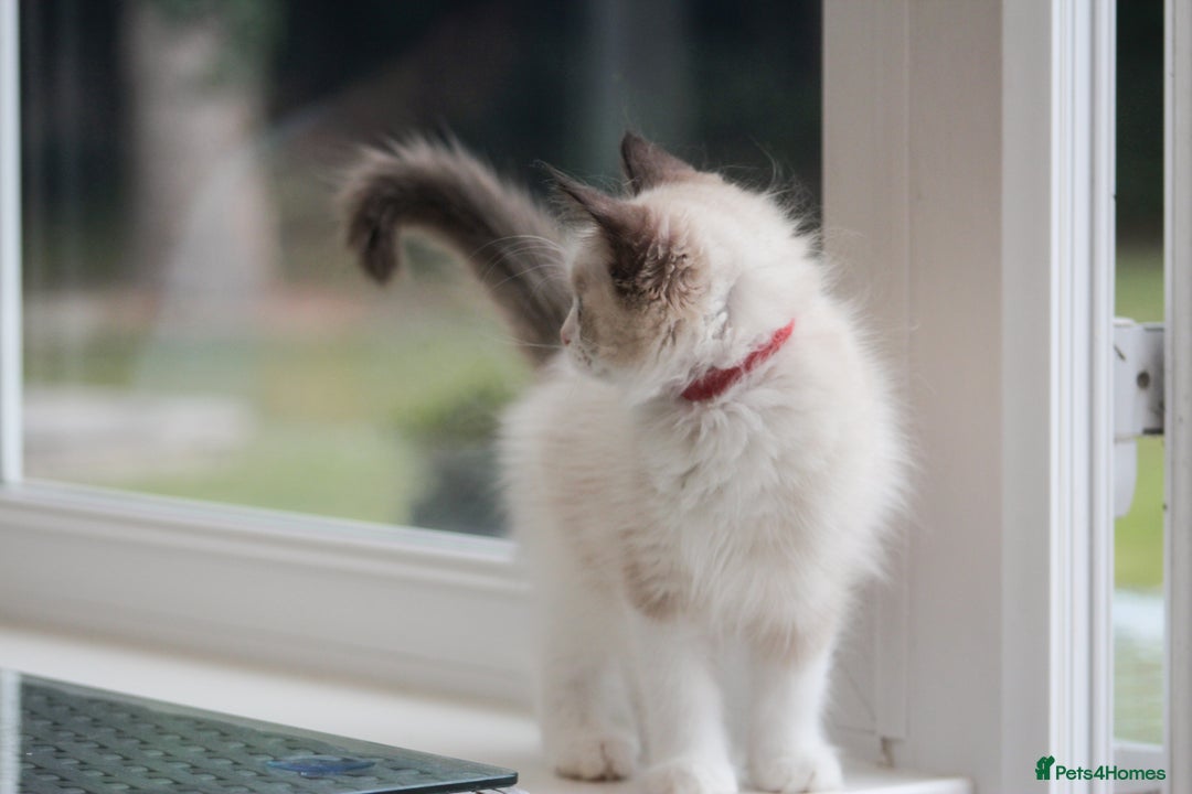 Ragdoll cats for sale: 🐈✨ Tica Registered Ragdoll Kittens in Tamworth - Image 31