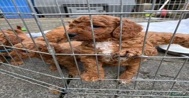 Cockapoo dogs - Advert 1