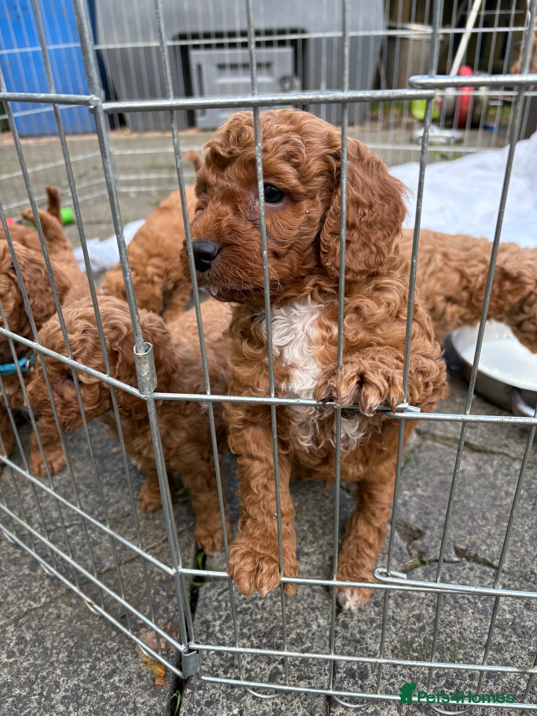 Cockapoo dogs for sale: Cockapoo Puppies - Image 3