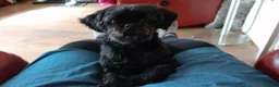 Mixed Breed dogs for sale: Imperial Shih Tzu/Poodle X Chocolate Chihuahua  - Advert 4