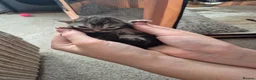 Maine Coon cats for sale: Maine coon baby floofs in Ivybridge - Advert 14