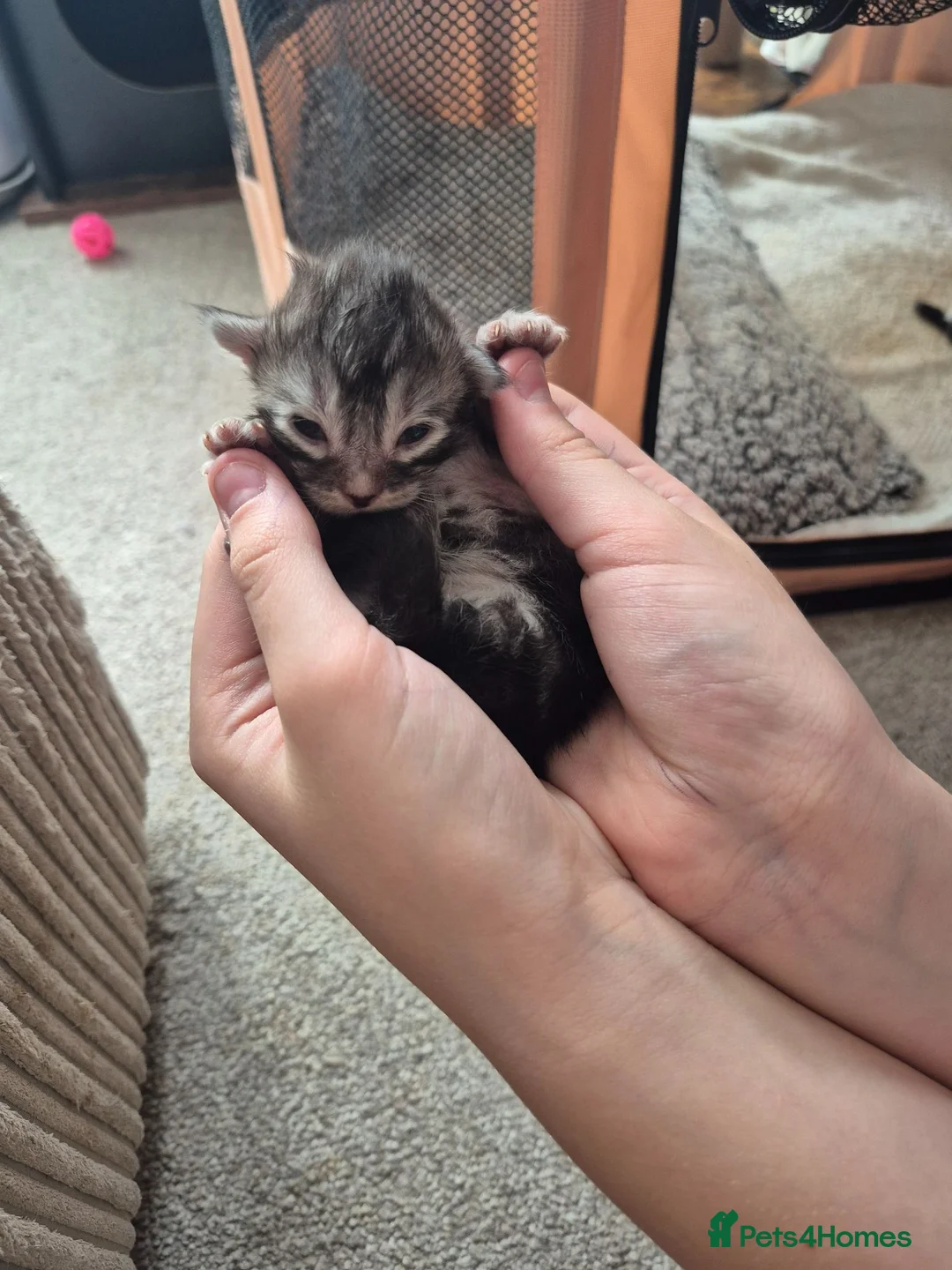 Maine Coon cats for sale: Maine coon baby floofs - Advert 26