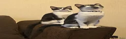 American Shorthair cats for sale: 6 lovely kittens, playful and cuddly  - Advert 7
