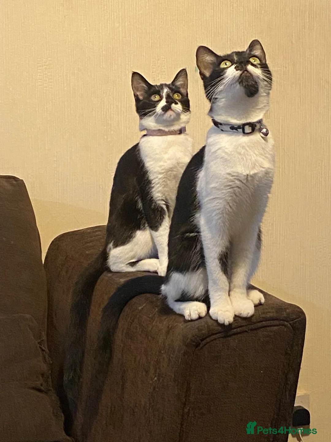American Shorthair cats for sale: 6 lovely kittens, playful and cuddly  - Advert 7