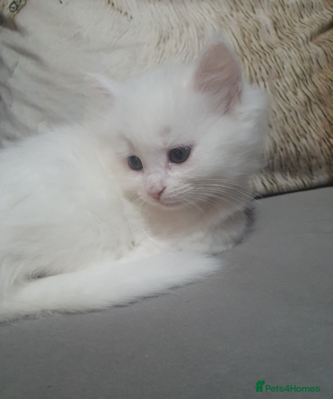 Turkish Angora cats for sale: Stunning Angoradoll kittens  - Advert 1