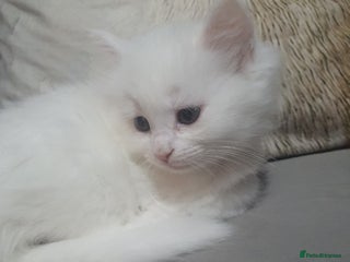 Turkish Angora cats Stunning Angoradoll kittens - Advert 13