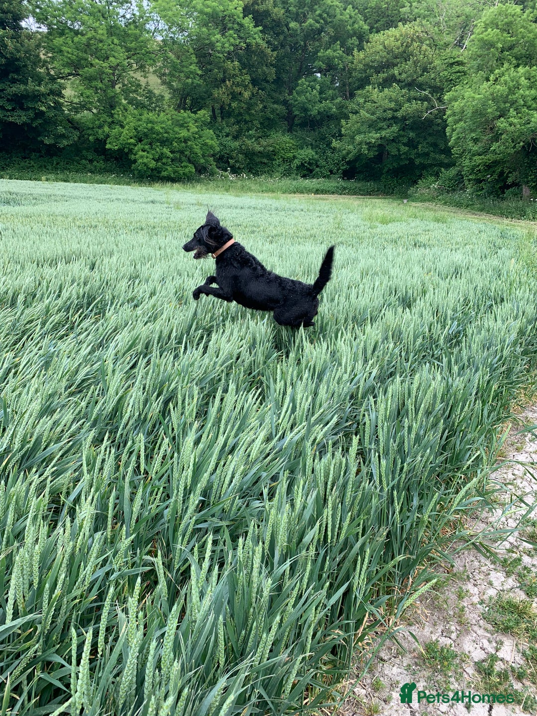 Labradoodle dogs for sale: Adorable Home-Raised F2B Labradoodle Puppies - Advert 18