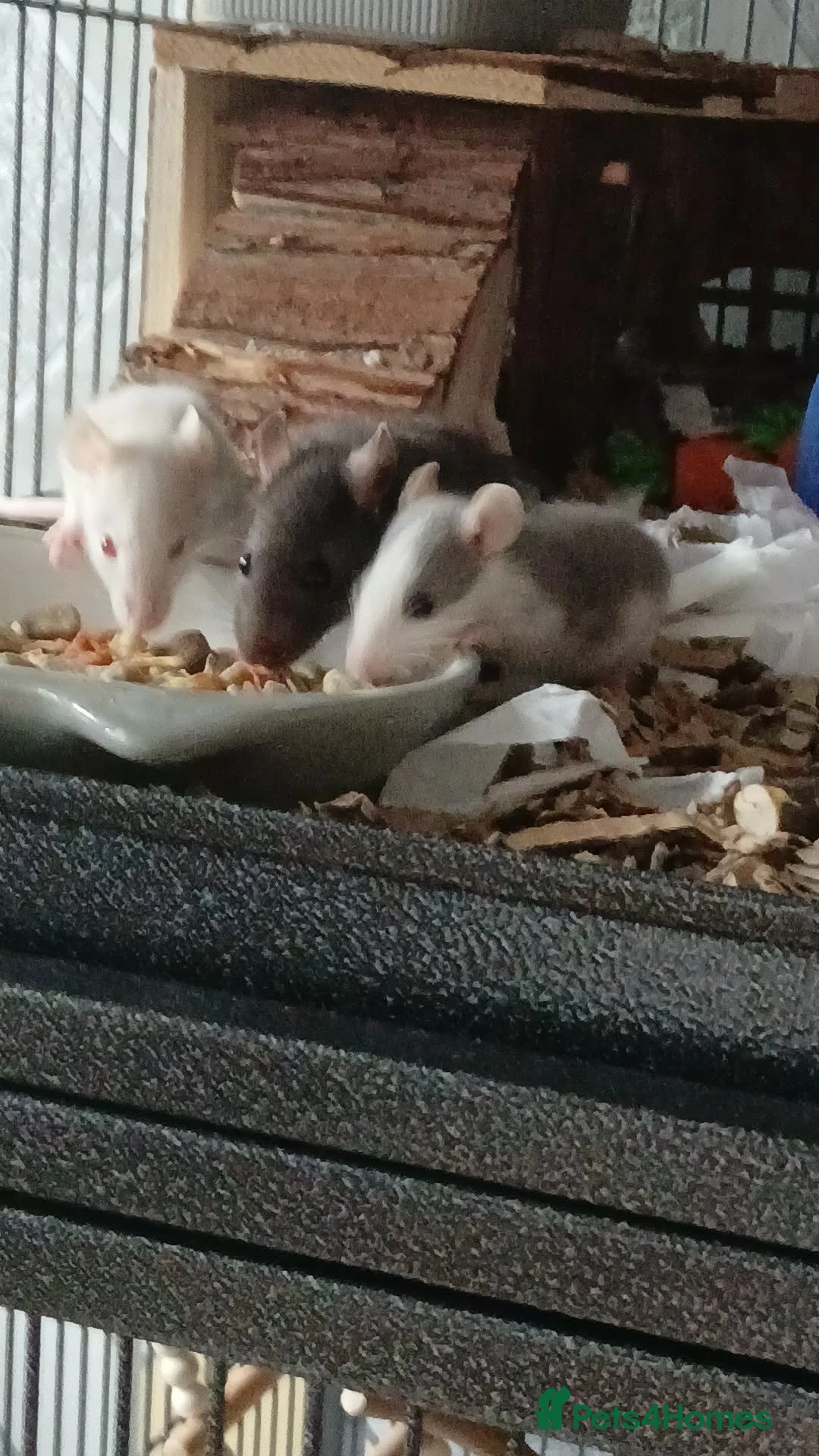 Rat rodents for sale: 2 young boy rats in Hexham - Advert 6