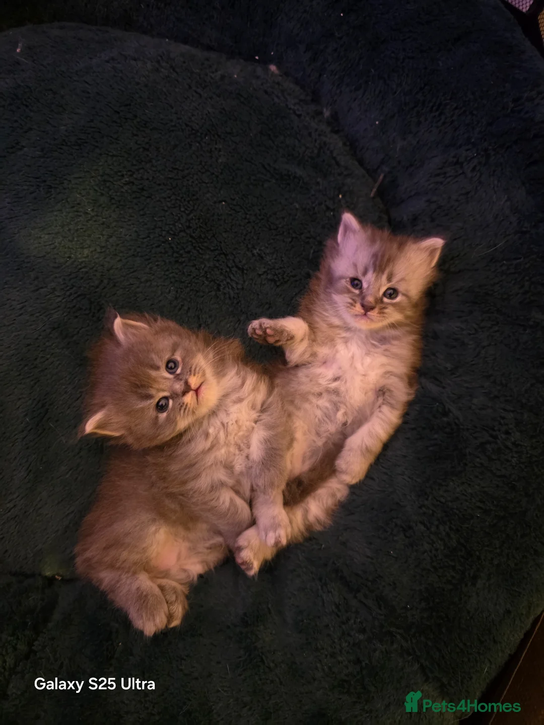 Maine Coon cats for sale:  Pure Maine coon kittens  - Advert 1