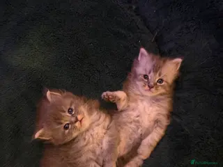 Maine Coon cats Pure Maine coon kittens - Advert 5