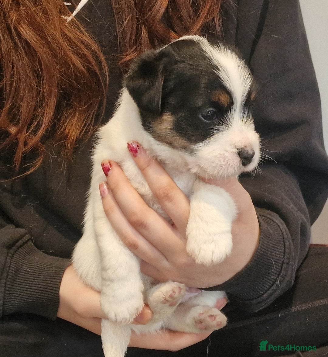 Jack Russell dogs for sale: KC Reg Jack Russell Pups,Parents DNA health tested - Image 12