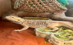 Bearded Dragon reptiles for sale: Bearded dragon boy names Loki the lizard  - Image 1