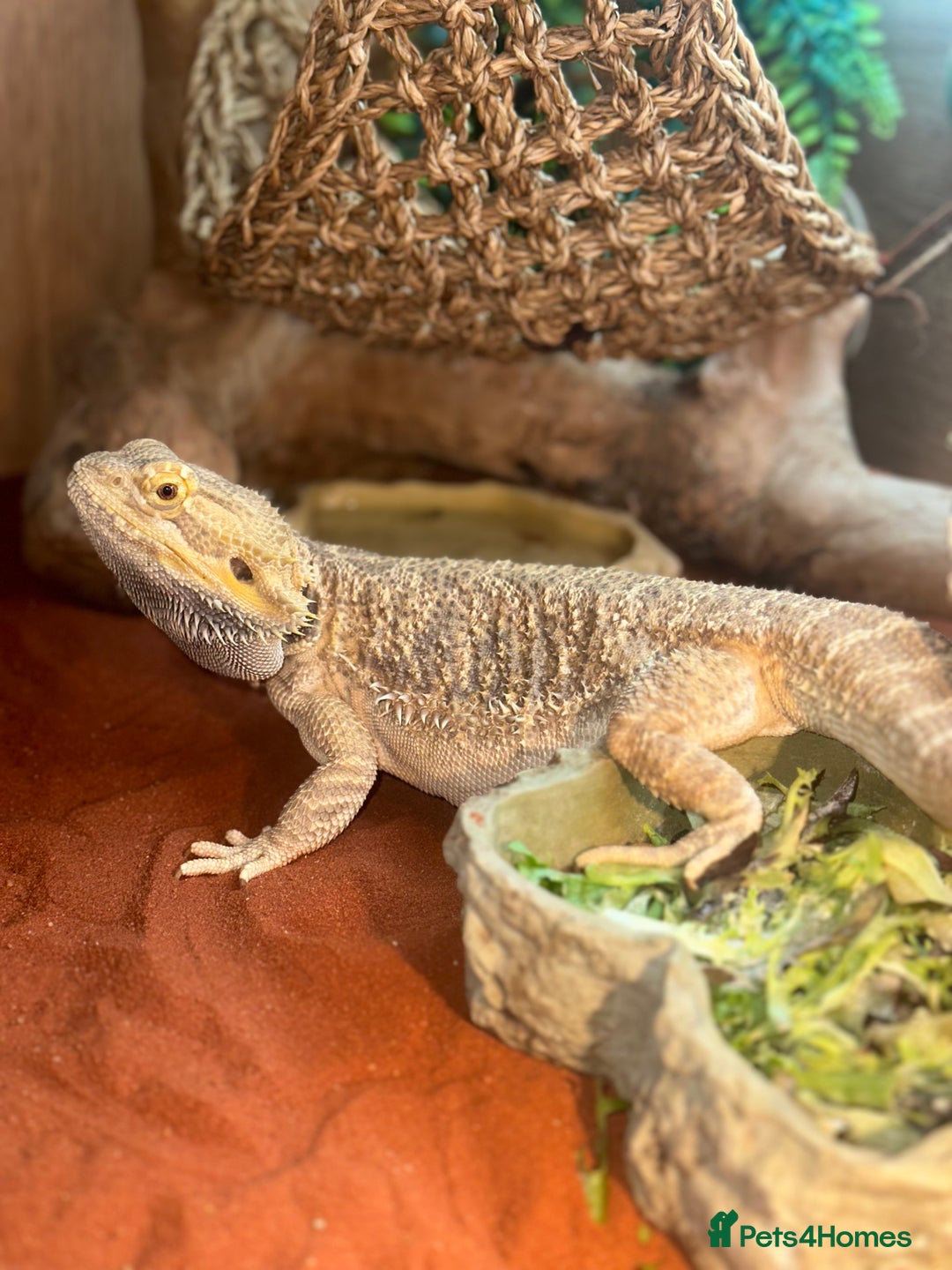 Bearded Dragon reptiles for sale: Bearded dragon boy names Loki the lizard  - Image 1
