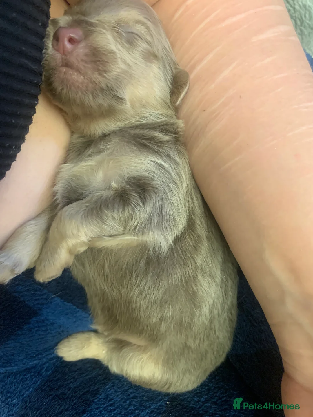 Mixed Breed dogs for sale: Shorkie Cross Chihuahuas - Advert 4