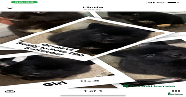 Huskita dogs - Advert 3