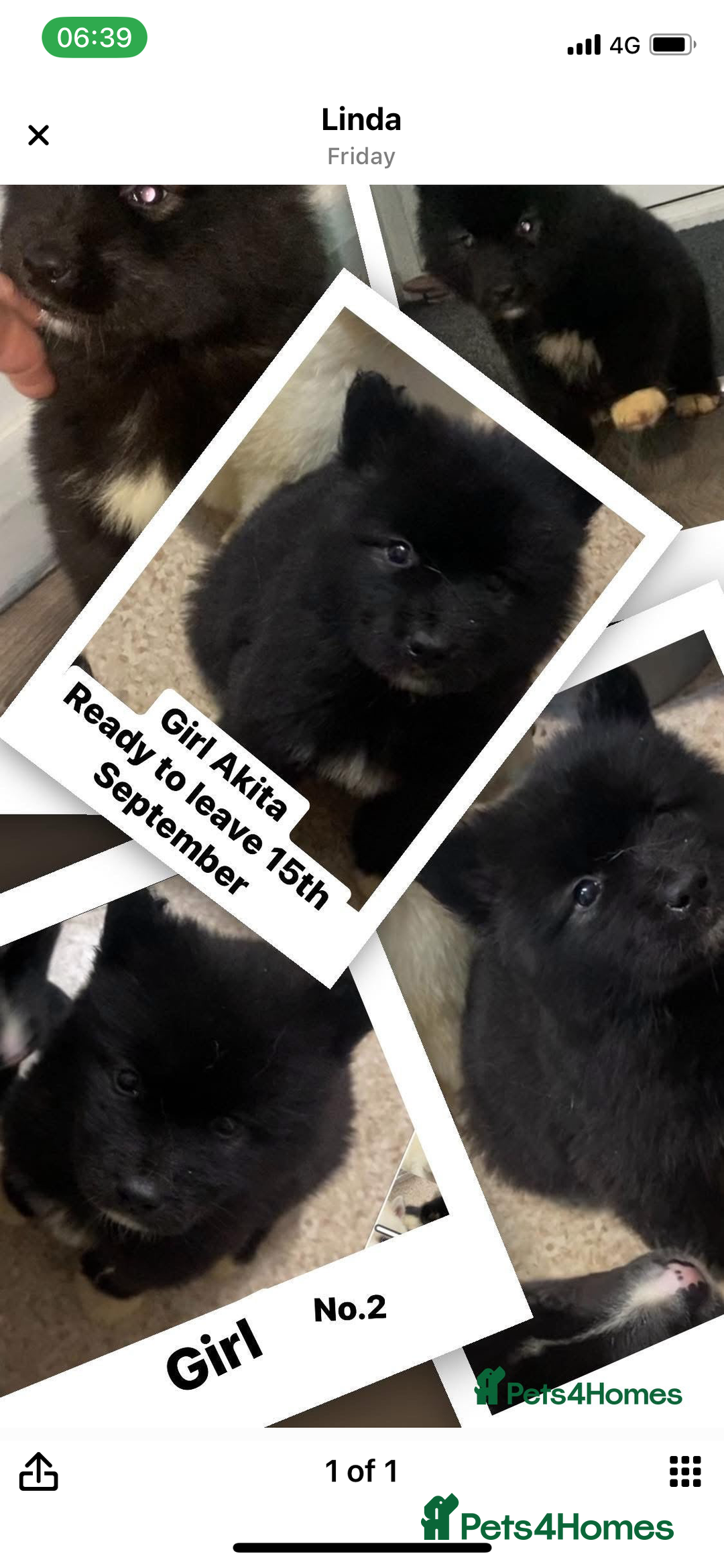 Huskita dogs for sale: Akita puppy’s ready to leave  - Image 2