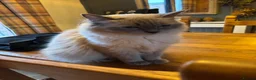 Ragdoll cats for sale: Beautiful Pure Ragdoll kittens - Advert 28