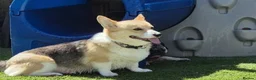 Welsh Corgi Pembroke dogs for sale: Pembrokeshire corgi. 1 girl left!Fully vaccinated! - Advert 3
