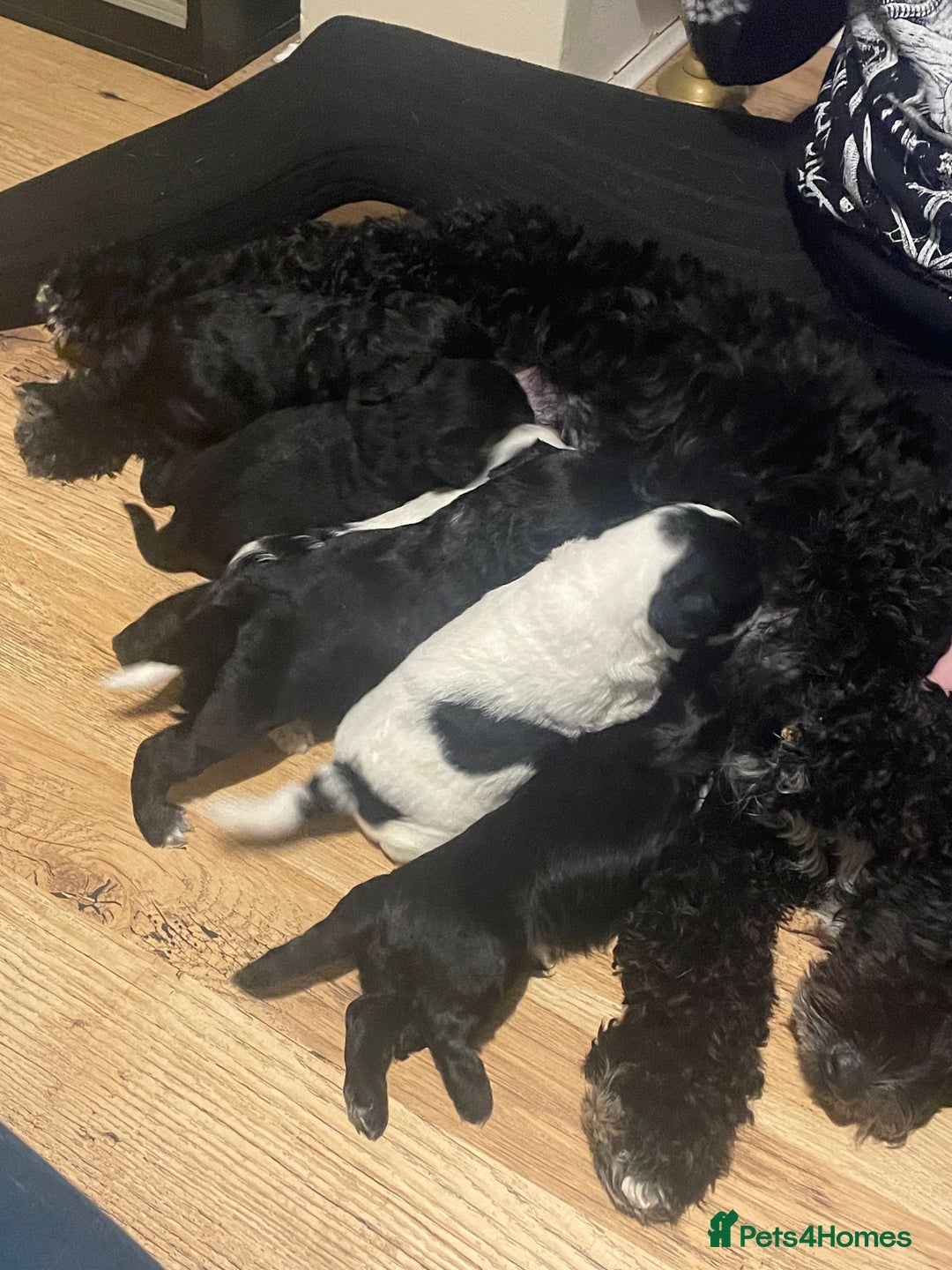 Mixed Breed dogs for sale: Gorgeous cockapoo puppies  - Advert 2